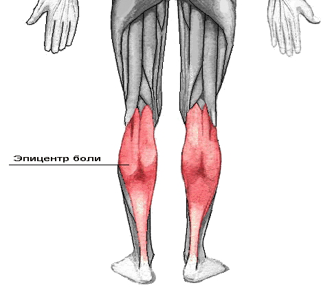 Камбаловидная мышца голени анатомия